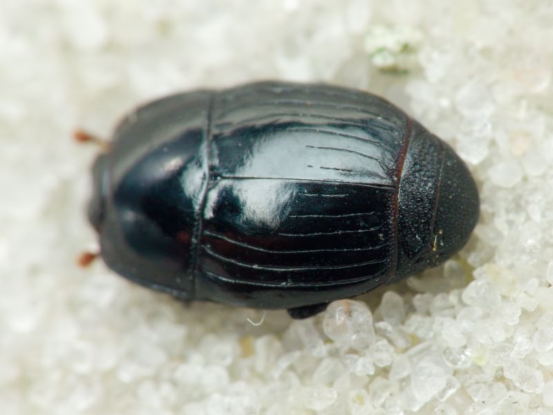 Eblisia minor (Rossi, 1792)